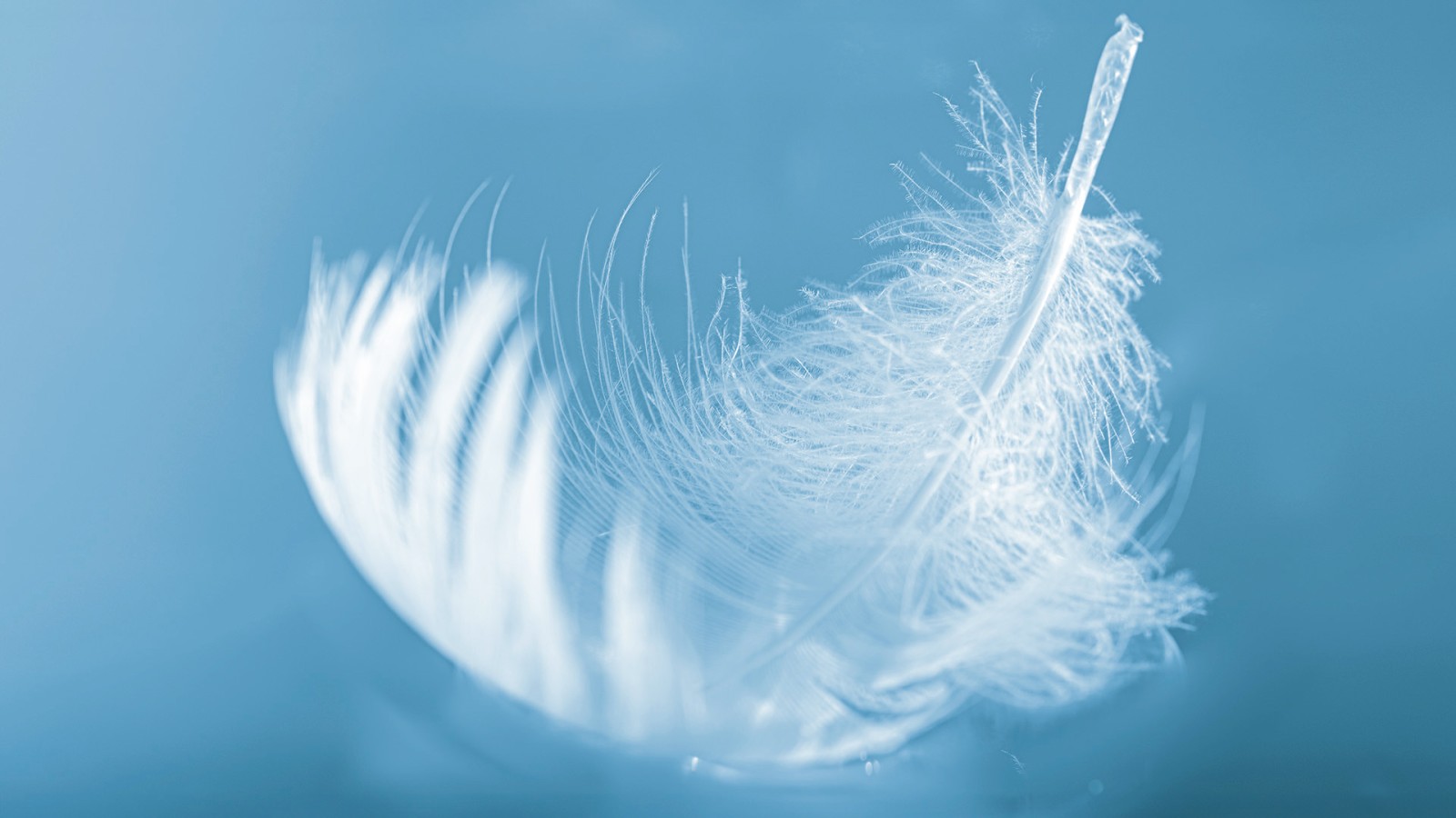 Пір'я на воді