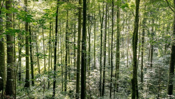Очищення водою: як моделі Geberit AquaClean допомагають зберегти лісові угіддя Очищення водою: як моделі Geberit AquaClean допомагають зберегти лісові угіддя