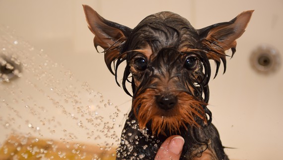 Якісне ситечко-вловлювач волосся захищає сифон для душових піддонів від стебел трави й собачої шерсті