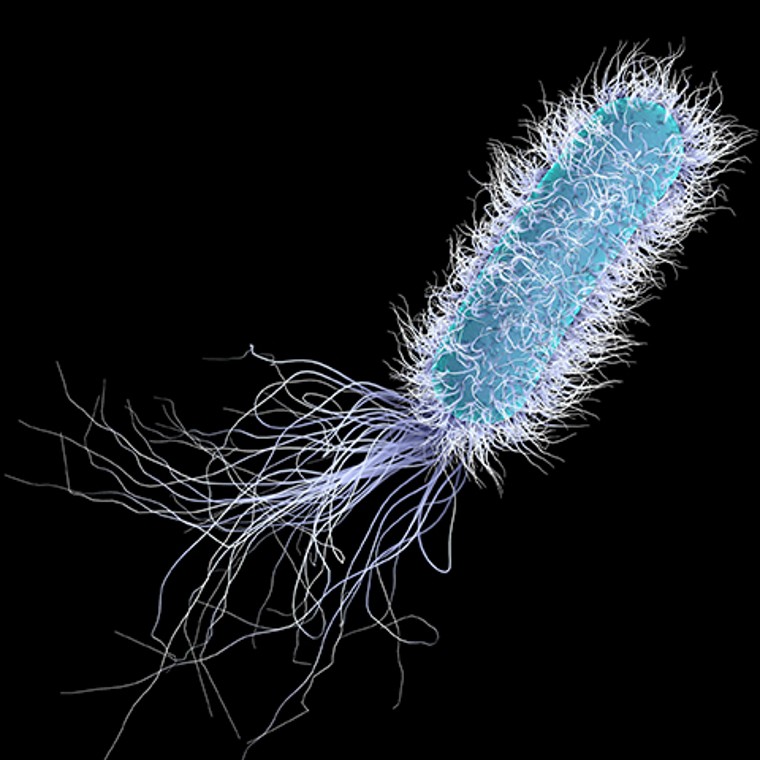 Синьогнійна паличка